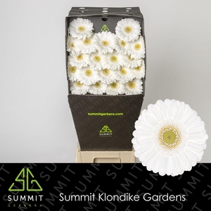 GE MI LOBBY Diamond per kaart Mini