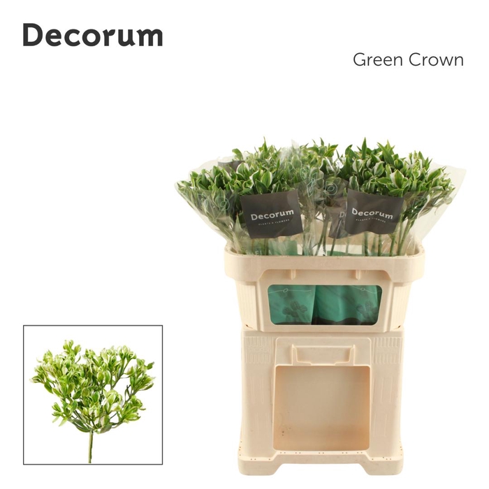 <h4>ALSTR GREEN CROWN Decorum</h4>