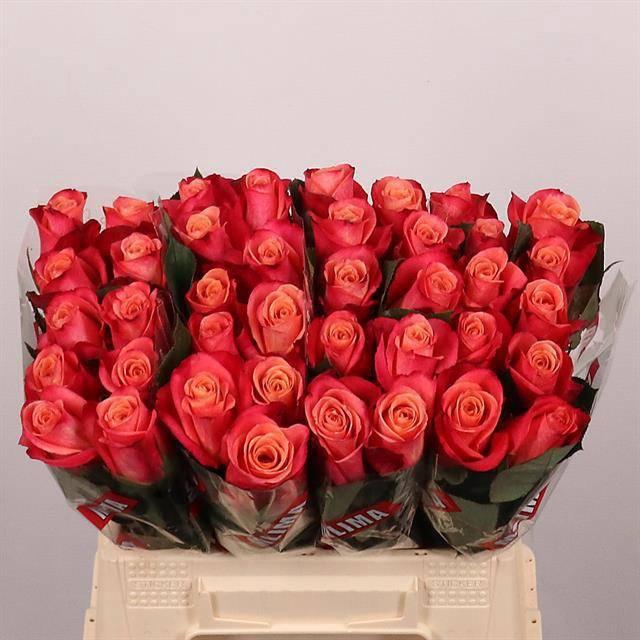 <h4>R GR HELENE</h4>