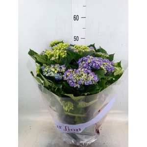 Hydrangea mac. 'Curly Wurly'