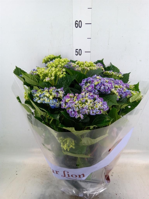 <h4>Hydrangea mac. 'Curly Wurly'</h4>