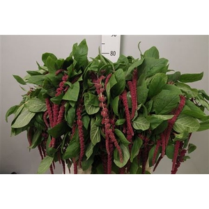 Amar Ca Red Cord