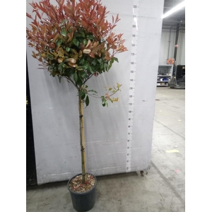 Photinia fraseri