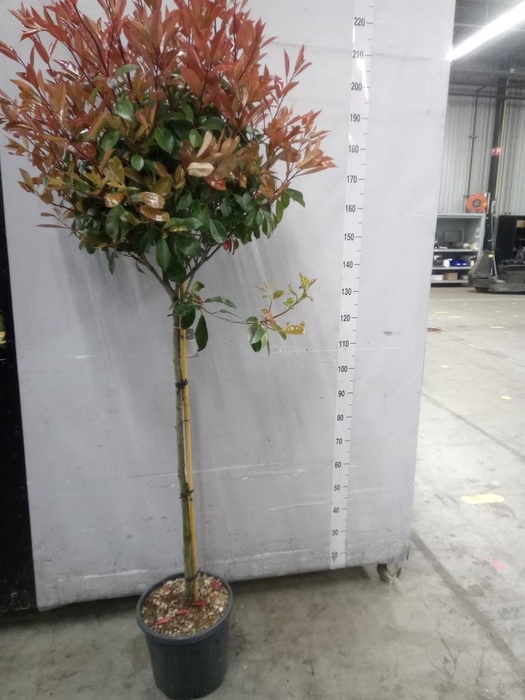 <h4>Photinia fraseri</h4>