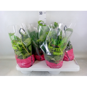 Epipremnum pinn. 'Global Green'