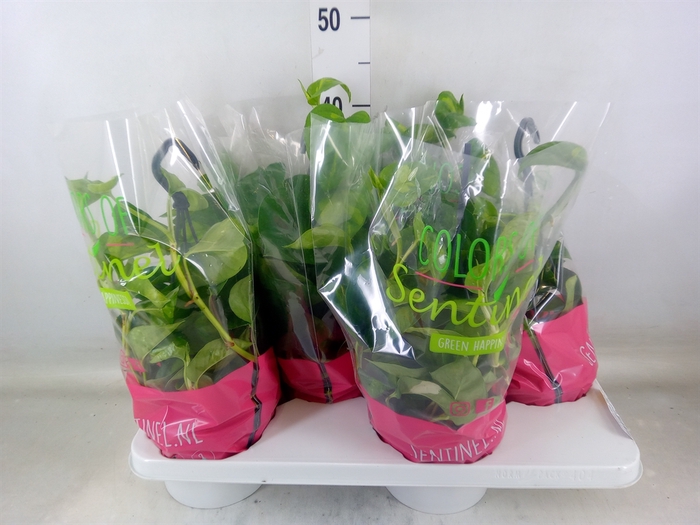 <h4>Epipremnum pinn. 'Global Green'</h4>