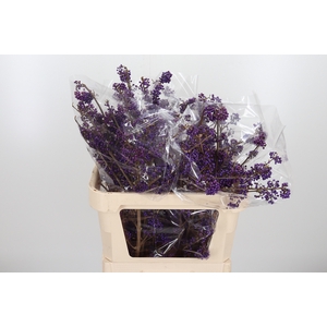 Callicarpa Bod Profu