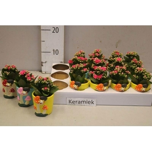 ARR KALANCHOE
