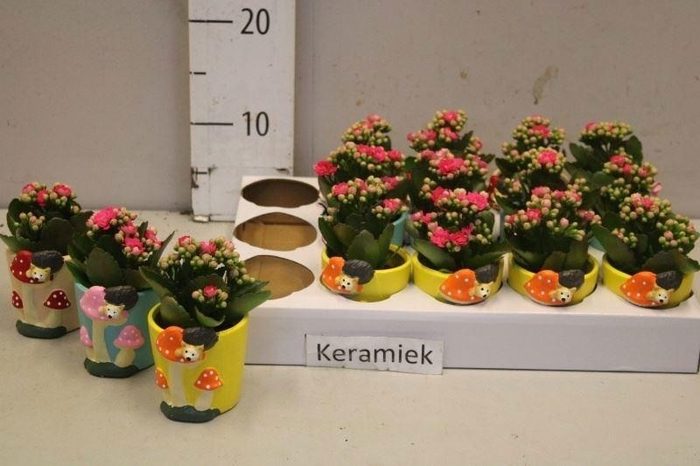 <h4>ARR KALANCHOE</h4>