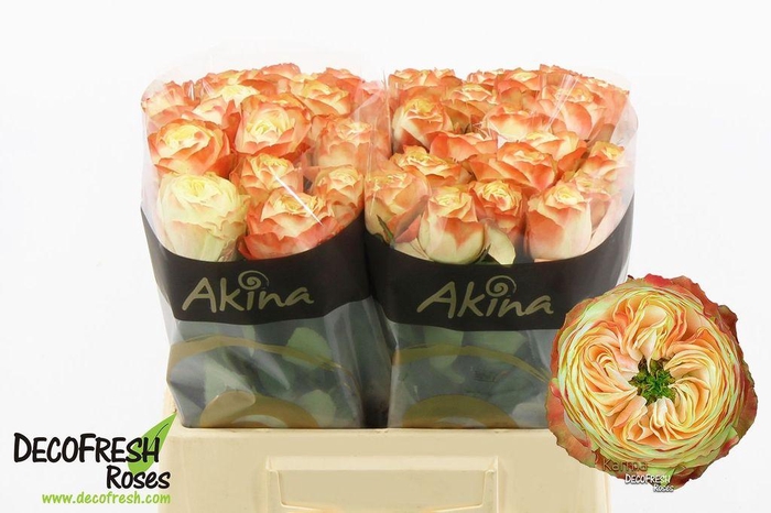 <h4>Rosa large karma</h4>