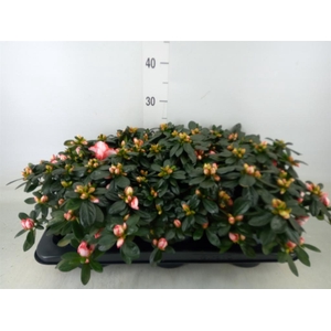 Rhododendron sim.   ...