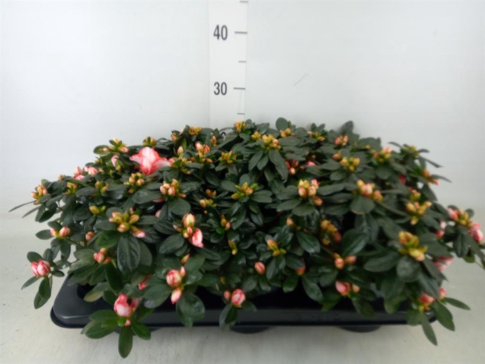 <h4>Rhododendron sim.   ...</h4>