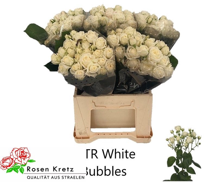 R TR WHITE BUBBLES