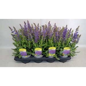 Salvia nemorosa