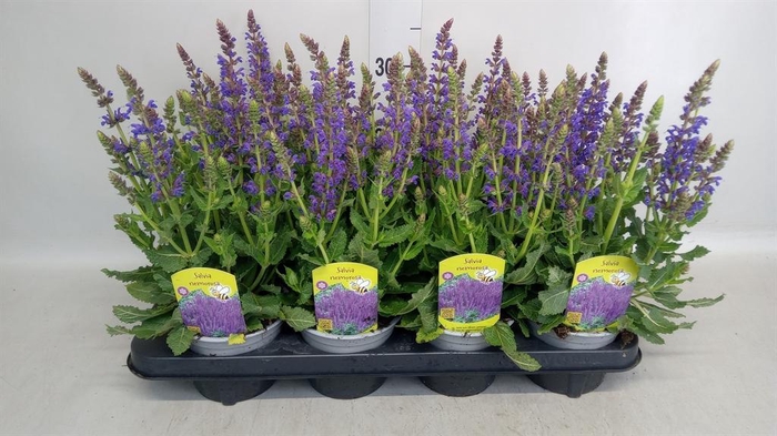 <h4>Salvia nemorosa</h4>