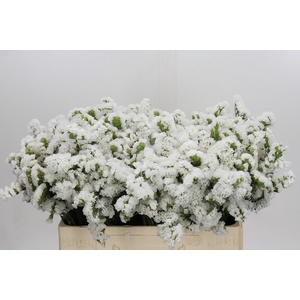Limonium sinuatum 'Olga White'