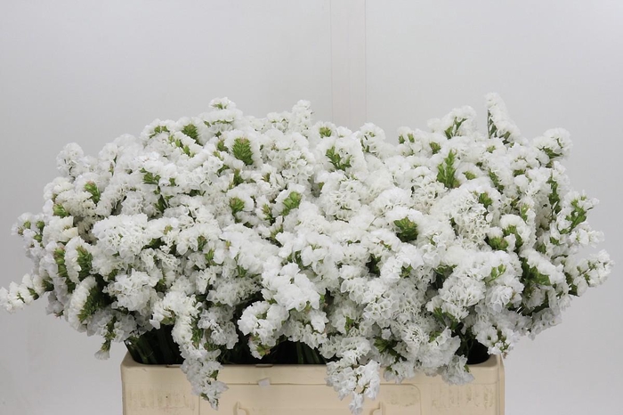 <h4>Limonium sinuatum Olga White</h4>