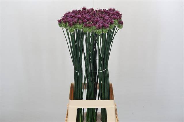 <h4>Allium sphaerocephalon (bullit)</h4>