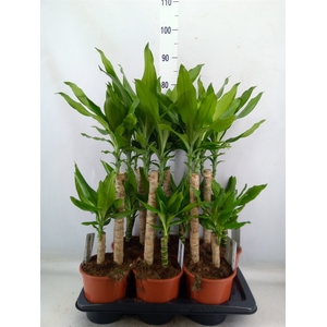 Dracaena frag. 'Steudneri'
