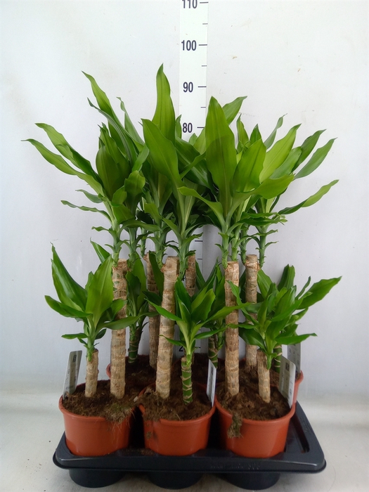 <h4>Dracaena frag. 'Steudneri'</h4>