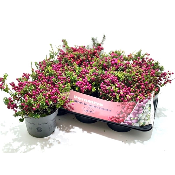 <h4>Gaultheria mucronata Roze</h4>