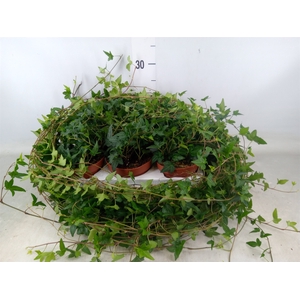 Hedera helix 'Shamrock'