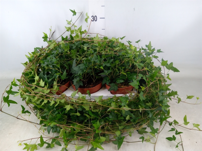 <h4>Hedera helix 'Shamrock'</h4>