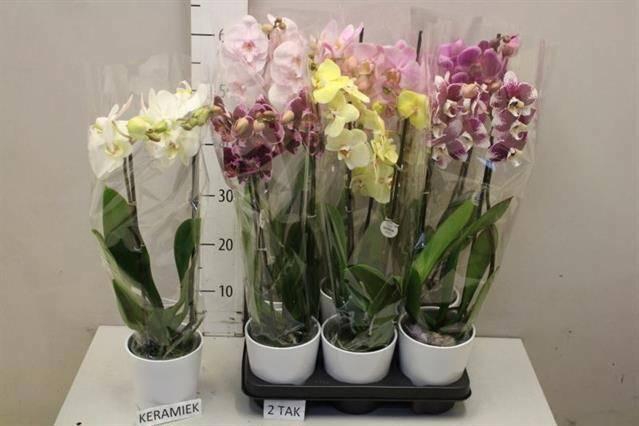 <h4>ARR PHAL MT</h4>