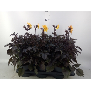Dahlia  'Gardenetta DL Gold Yellow'