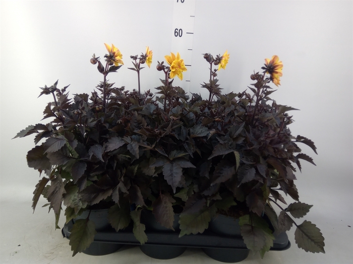 <h4>Dahlia  'Gardenetta DL Gold Yellow'</h4>