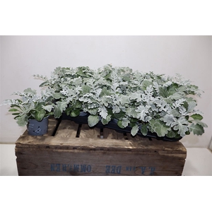 arr8 Jacobaea Maritima