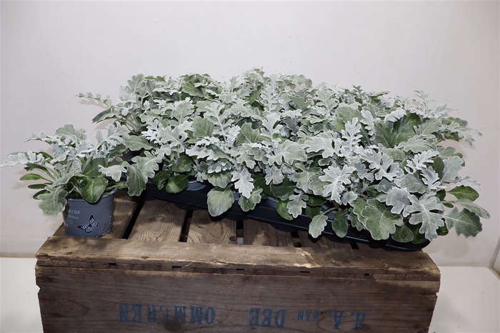 <h4>arr8 Jacobaea Maritima</h4>