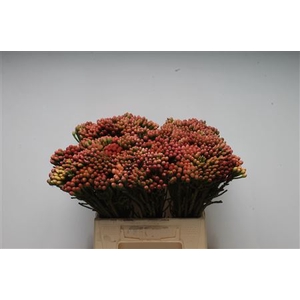 Kaaps Brunia Red Small X 20