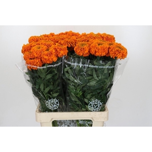 TAG E PROMISE ORANGE