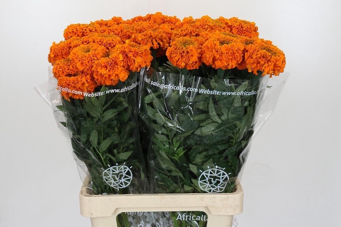 <h4>TAG E PROMISE ORANGE</h4>