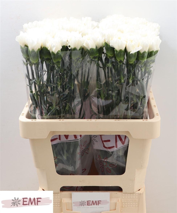 <h4>Di St Mont Blanc</h4>