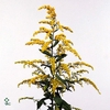 65 Gele bloem sier (droogbloem) 8,5 cm