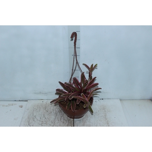 CUIA FIRE BALL VARIEGATA C21