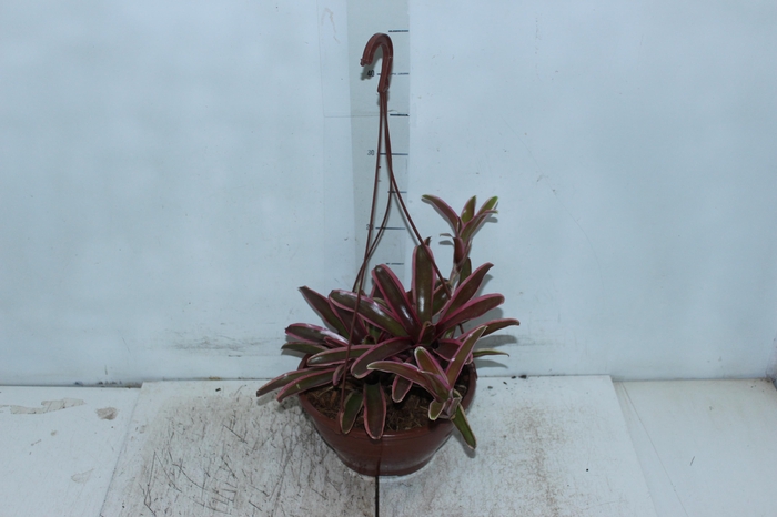 <h4>CUIA FIRE BALL VARIEGATA C21</h4>