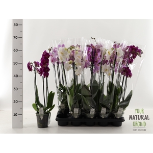 PHAL GEM