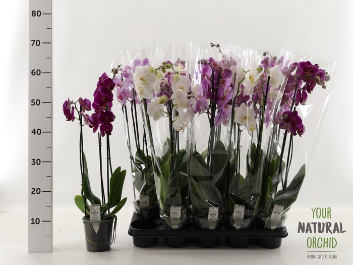 <h4>PHAL GEM</h4>