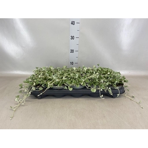 Dichondra argentea 'Silver Falls'