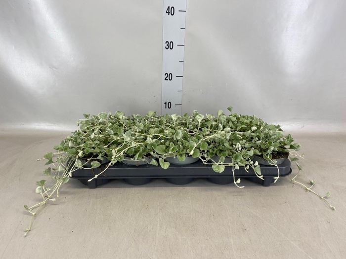 <h4>Dichondra argentea 'Silver Falls'</h4>
