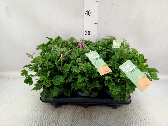 <h4>Pelargonium   ...mix smelling</h4>