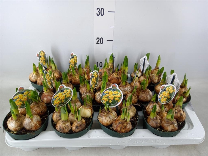 <h4>Narcissus ...</h4>