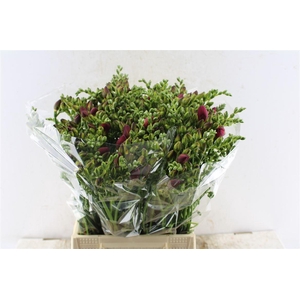 Fr Du Expression Cerise Red