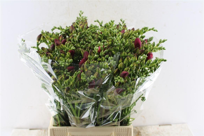 <h4>Fr Du Expression Cerise Red</h4>