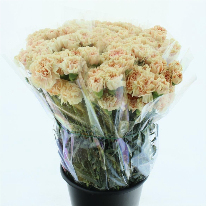 <h4>Di St Apple Tea X 160</h4>