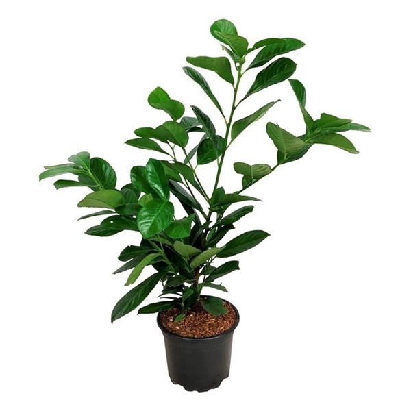 <h4>Prunus laur. 'Etna'</h4>