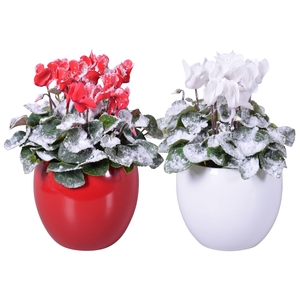 Cyclamen met sneeuw rood-wit in Lisa keramiek (Kerst)